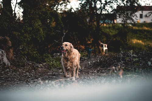 Darmowe zdjęcie z galerii z fotografia psów, golden retriever, piękny krajobraz