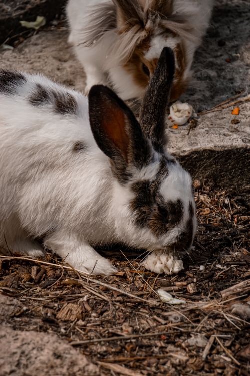 Two rabbits eating food on the ground · Free Stock Photo