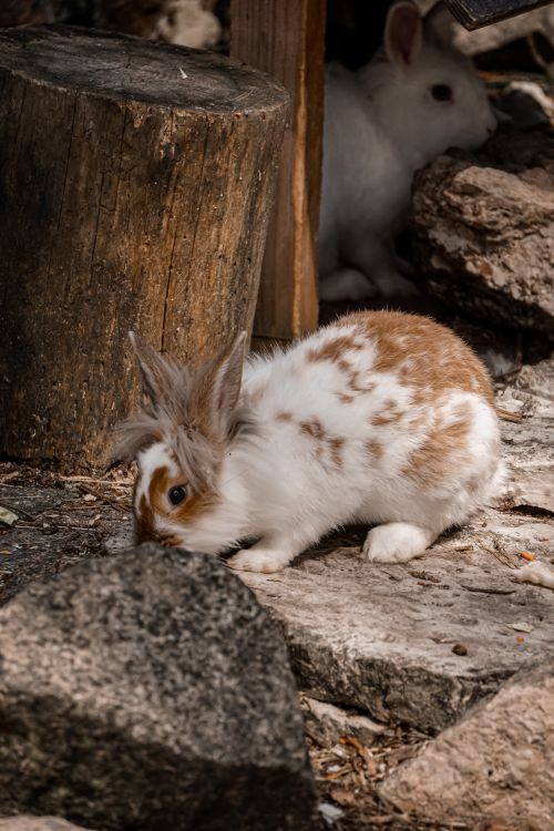 Free A cute spotted bunny exploring rocky terrain in its natural habitat. Stock Photo