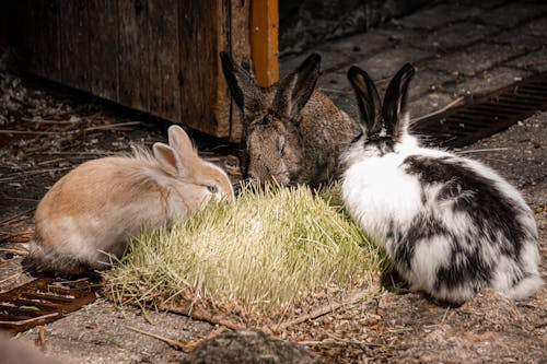 Three rabbits eating grass in a barn