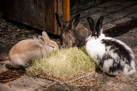 A trio of rabbits munching on grass outside a wooden shed, showcasing their natural habitat.