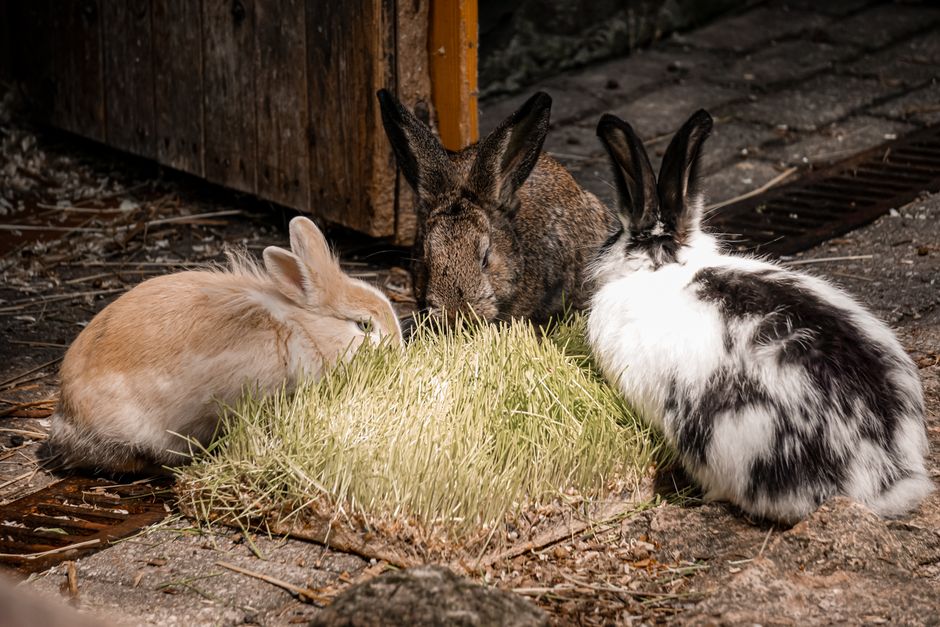 A trio of rabbits munching on grass outside a wooden shed, showcasing their natural habitat.
