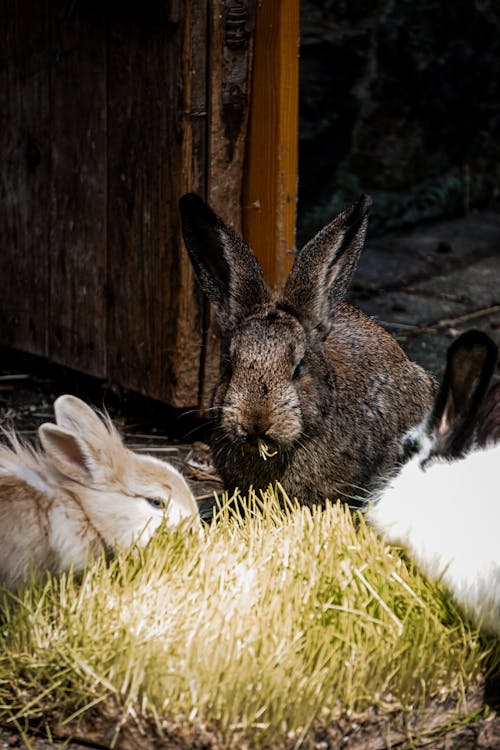 Two rabbits and one rabbit eating grass in a barn