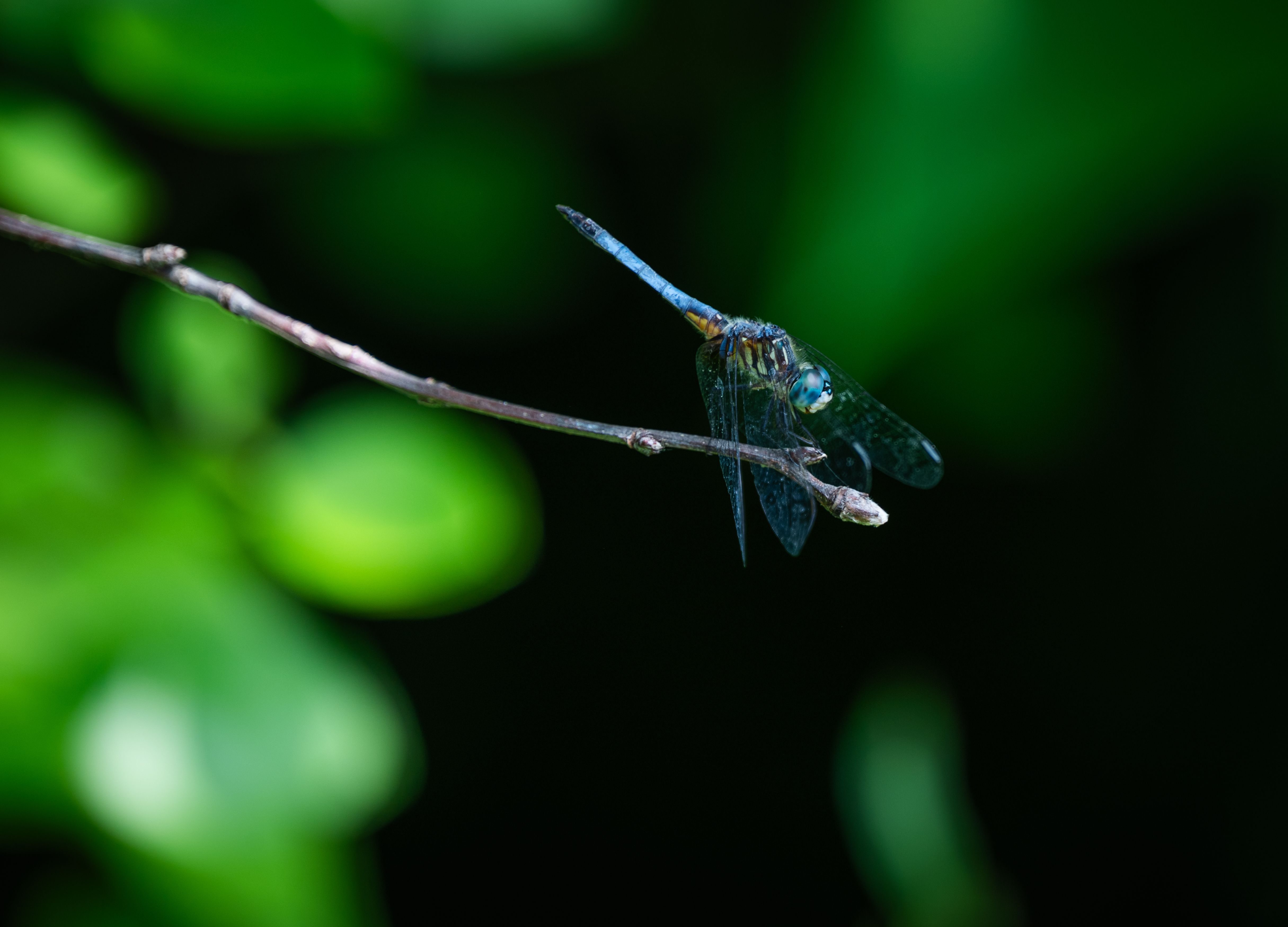 Dragonfly on Branch · Free Stock Photo