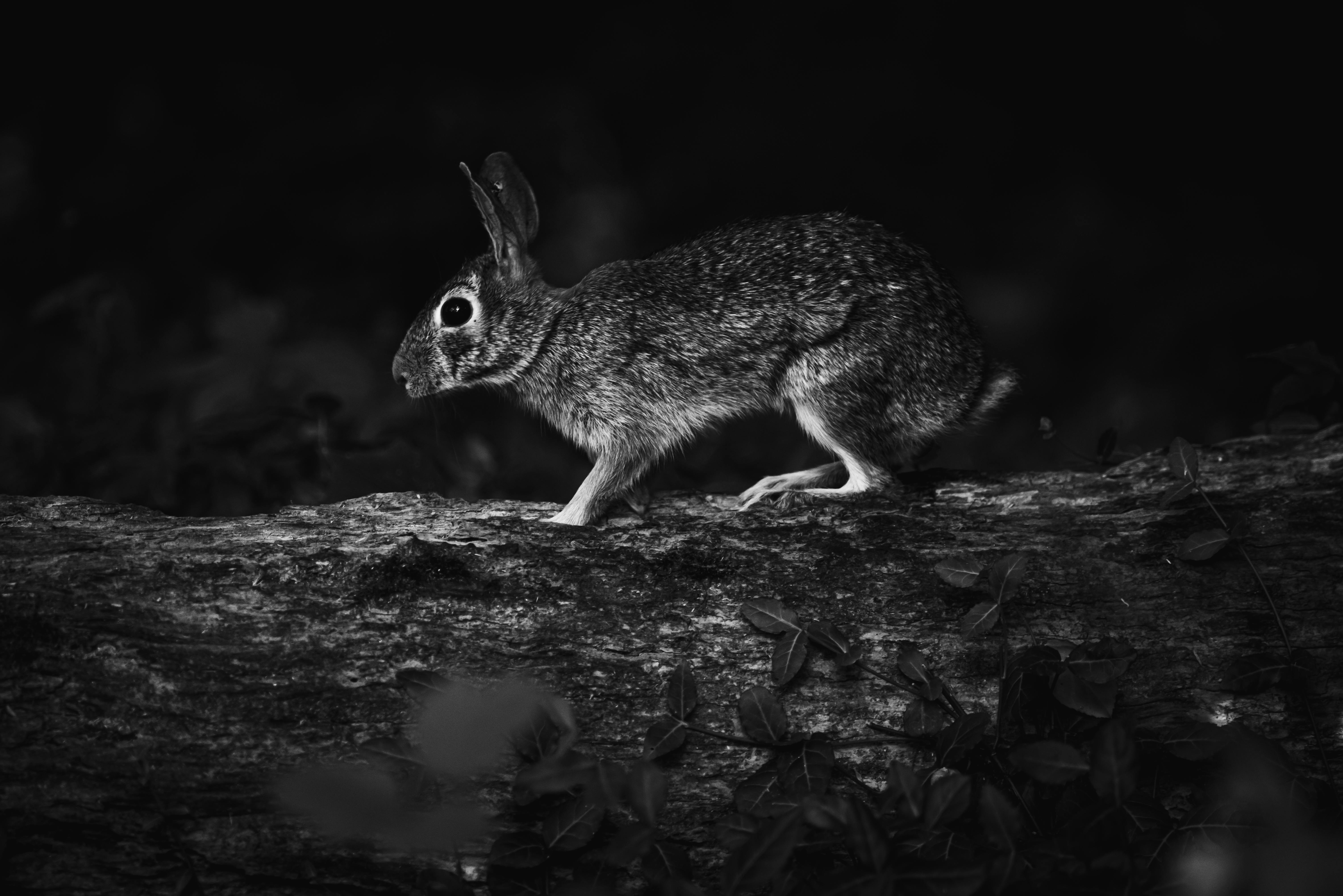 Rabbits At Night Photos, Download The BEST Free Rabbits At Night Stock