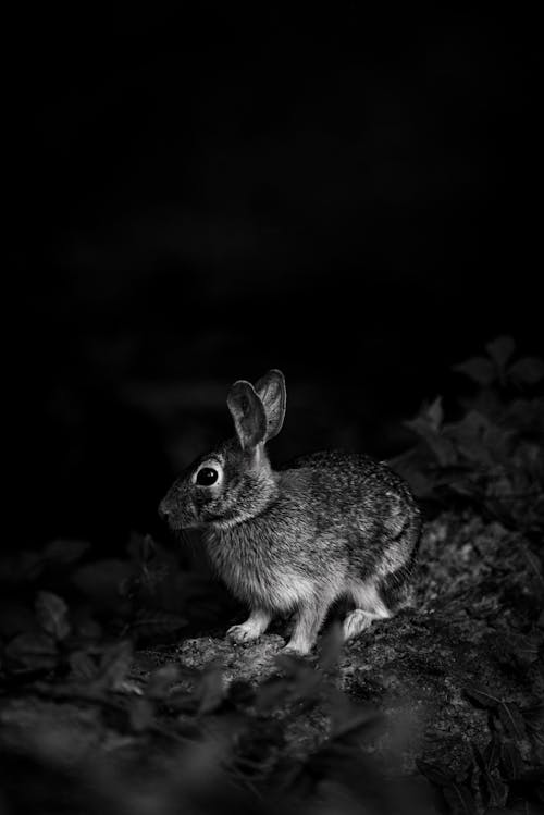 Бесплатное стоковое фото с вертикальный выстрел, кролик, ночь
