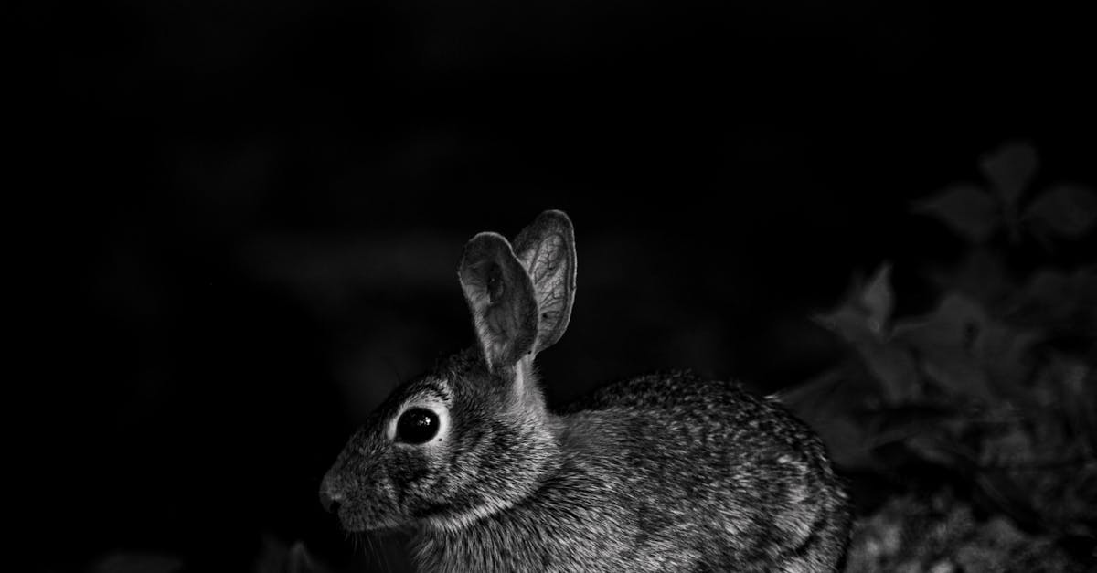 Rabbit at Night · Free Stock Photo