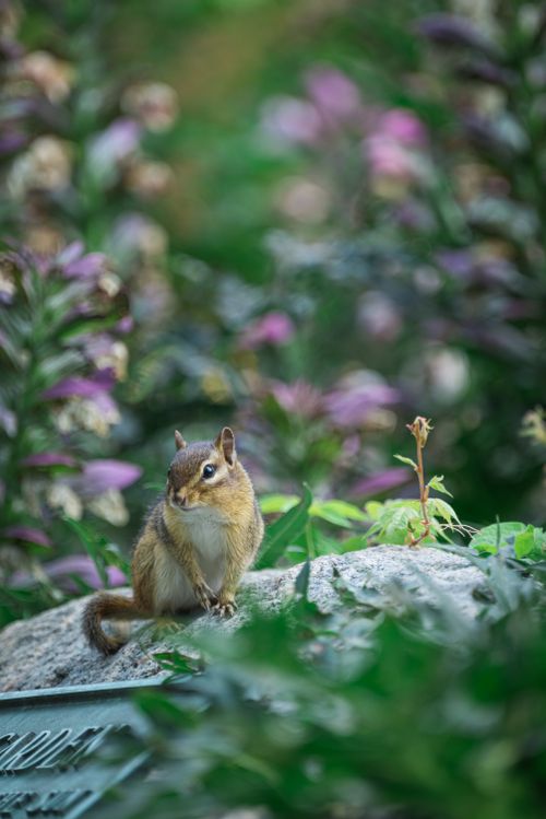 Free A squirrel sits on a rock surrounded by lush greenery and colorful flowers. Stock Photo