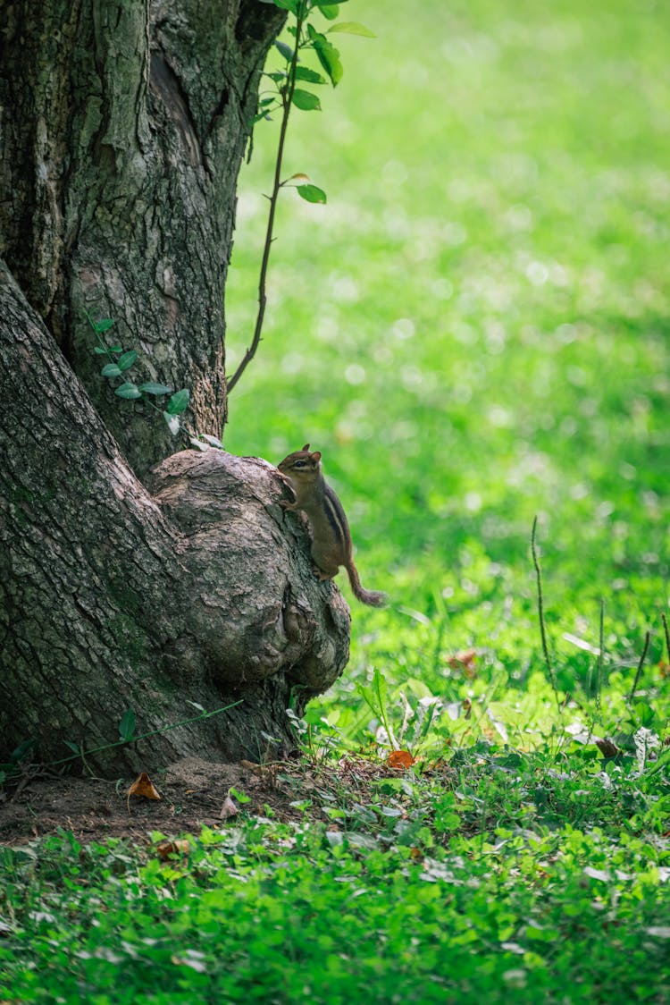 Squirrel Climbing A Tree In A Park