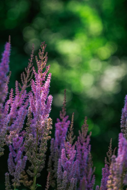 Free Vibrant lavender flowers blooming in a sunlit summer garden, capturing nature's beauty. Stock Photo