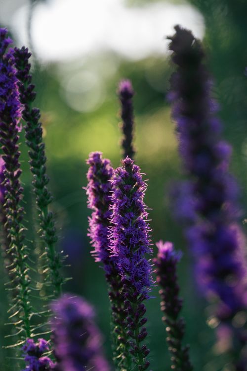 Free Vibrant purple Liatris flowers blooming in a lush green garden setting, capturing nature's beauty. Stock Photo