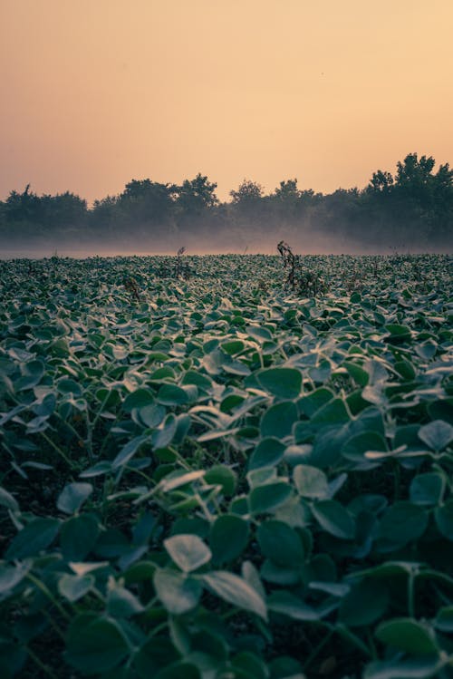 Free Fog Over the Field at Dawn Stock Photo