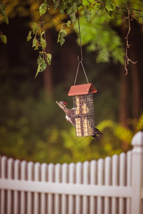 Gratis stockfoto met boom, dierenfotografie, hek