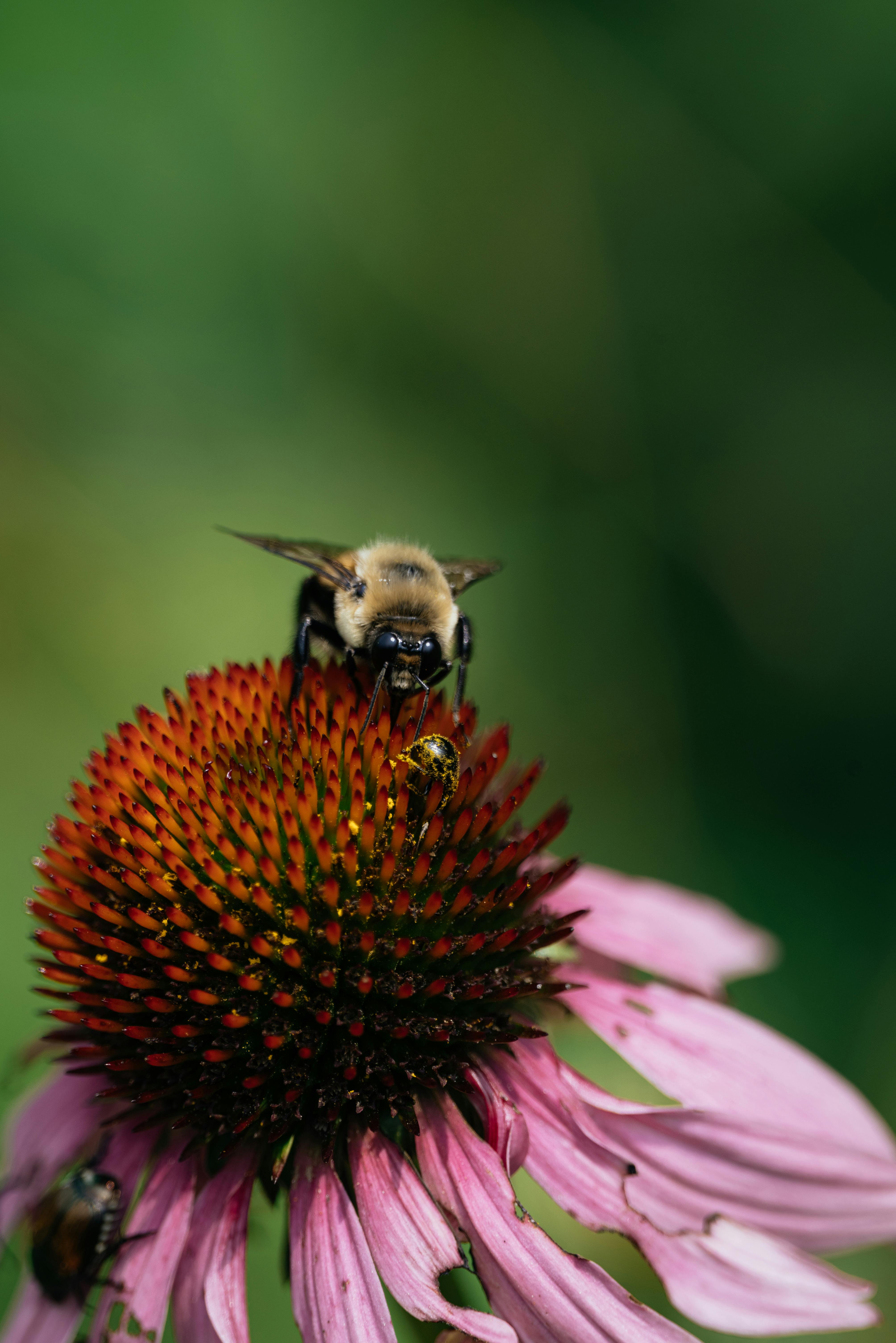 Insects on Coneflower · Free Stock Photo