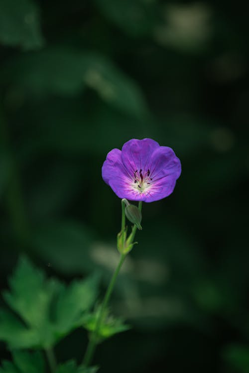 Gratuit Imagine de stoc gratuită din delicat, floare, floră Fotografie de stoc