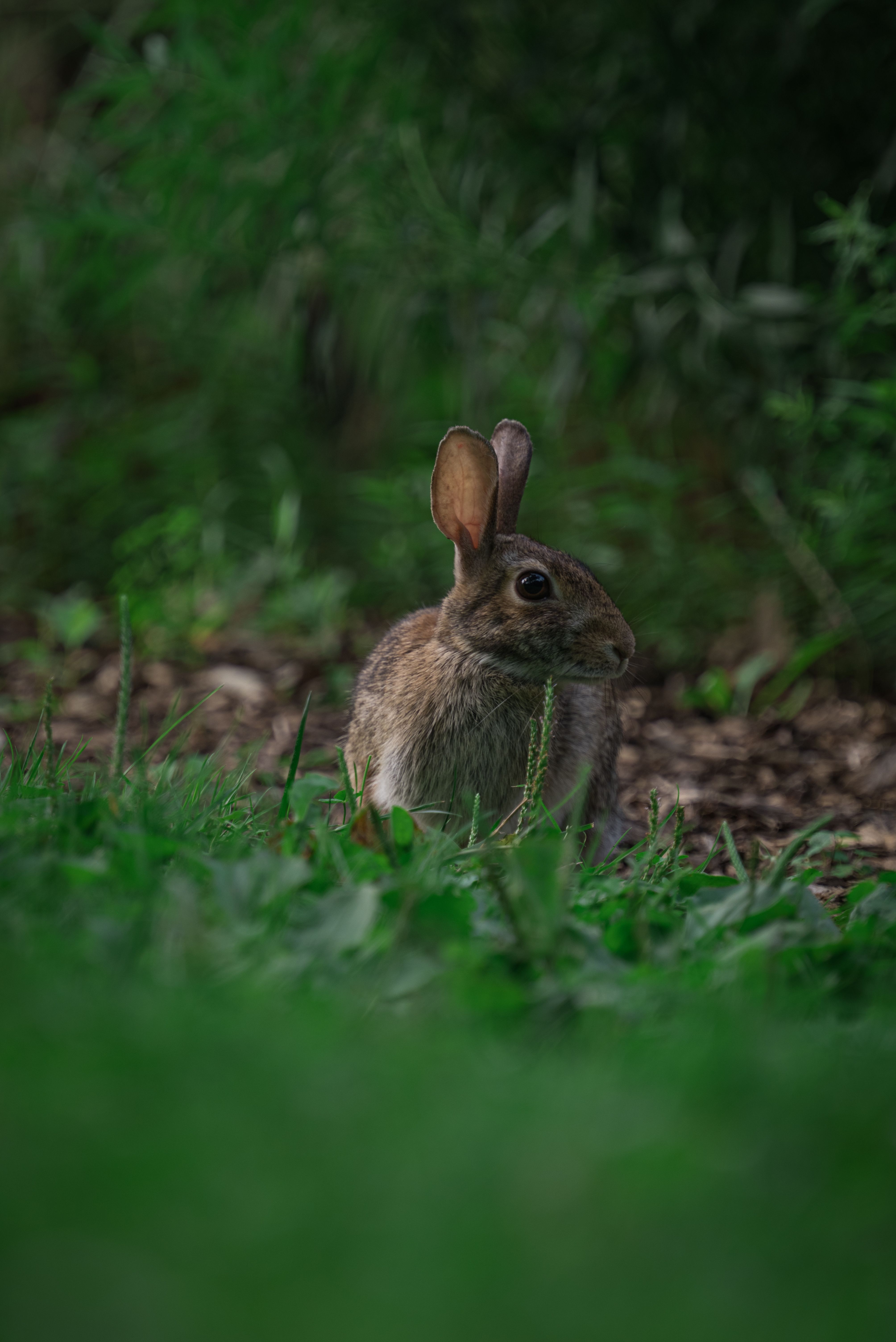 Cute Rabbit in the Grass · Free Stock Photo