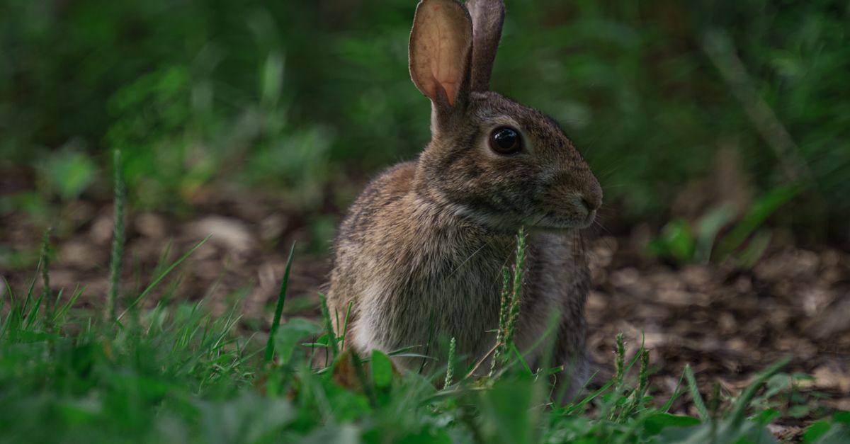 Cute Rabbit in the Grass · Free Stock Photo