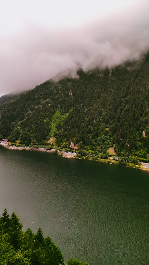 Foto profissional grátis de árvores, colina, floresta