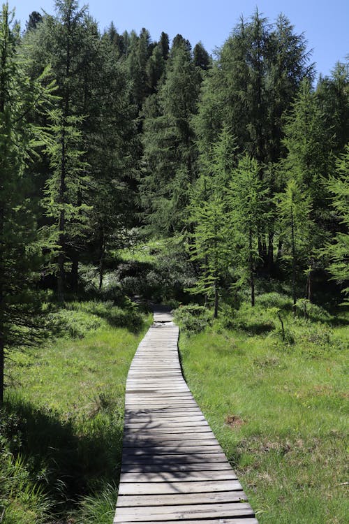 Wooden Walkway Leading into the Forest