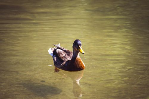 Free A beautiful mallard duck swimming peacefully, reflecting on calm water. Stock Photo