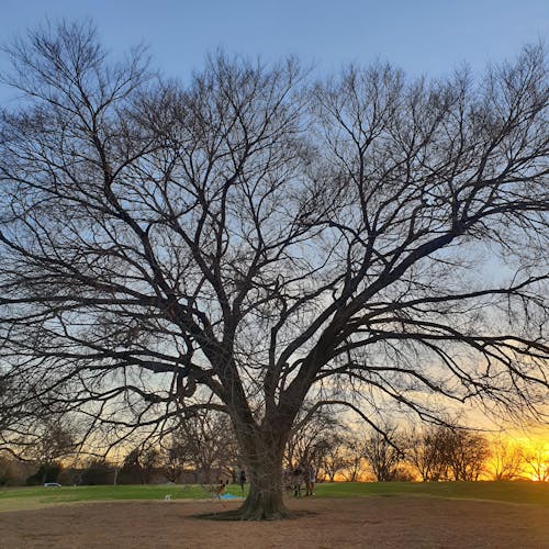 Fotobanka s bezplatnými fotkami na tému jesenný strom, kráčajúci ľudia, krásny západ slnka