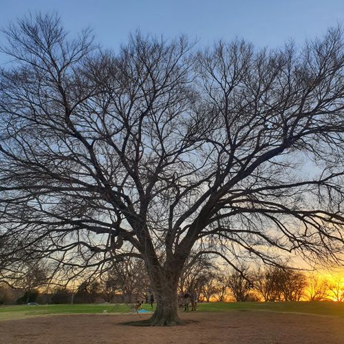 Free Tree with no leaves Stock Photo