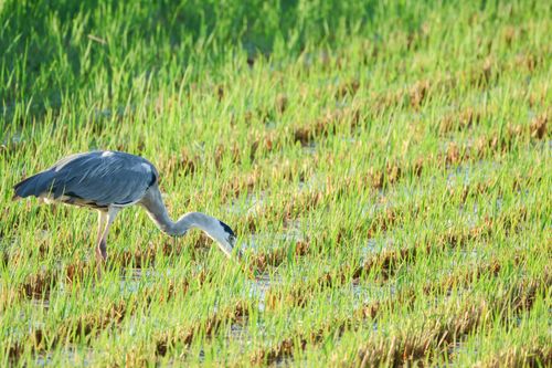 Free A great blue heron foraging in a vibrant green marsh, showcasing natural wildlife beauty. Stock Photo