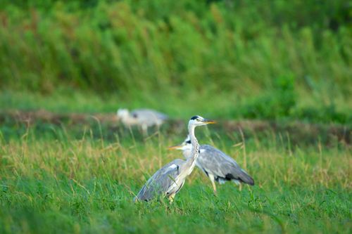 Free Elegant herons standing in verdant grassland, captured in a serene wildlife setting. Stock Photo