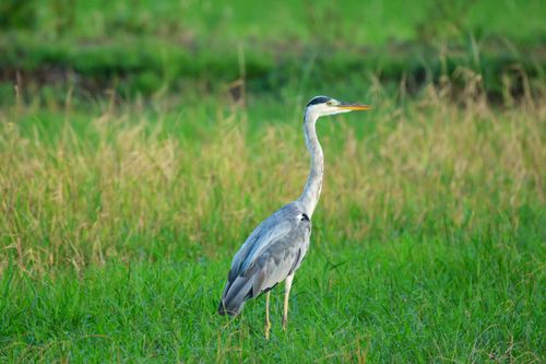 Free A graceful heron posing in a verdant field, showcasing its elegant stature during summer. Stock Photo