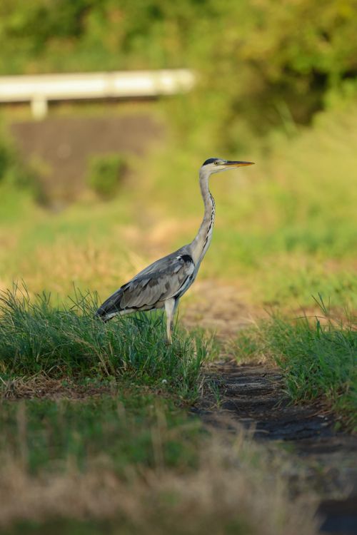 Free A heron stands gracefully in a grassy field, captured in a serene wildlife photography moment. Stock Photo