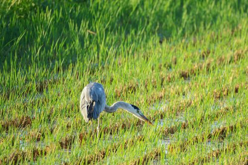 Free A captivating shot of a great blue heron in a vibrant marsh setting, showcasing natural wildlife. Stock Photo
