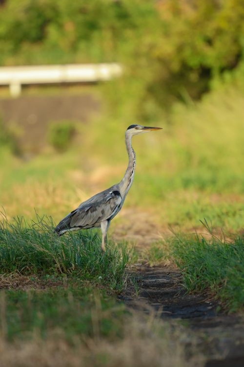 Free Elegant grey heron standing amidst lush green grass in natural surroundings during daytime. Stock Photo