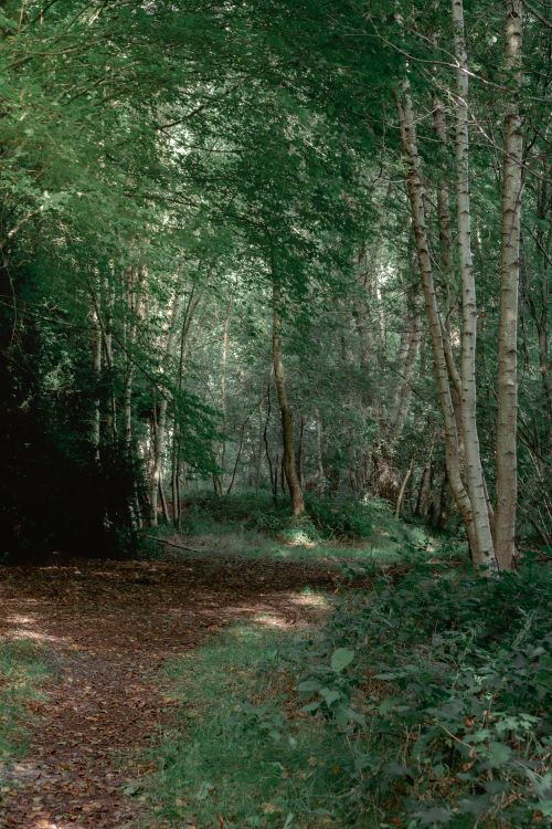 Free A tranquil forest path surrounded by green foliage on a sunny day, perfect for a peaceful walk. Stock Photo