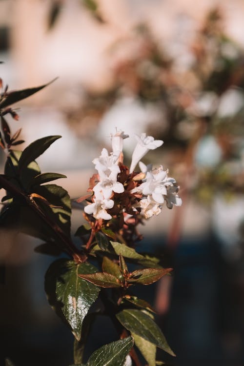 Close-up of White Flowers on the Branch of a Shrub 