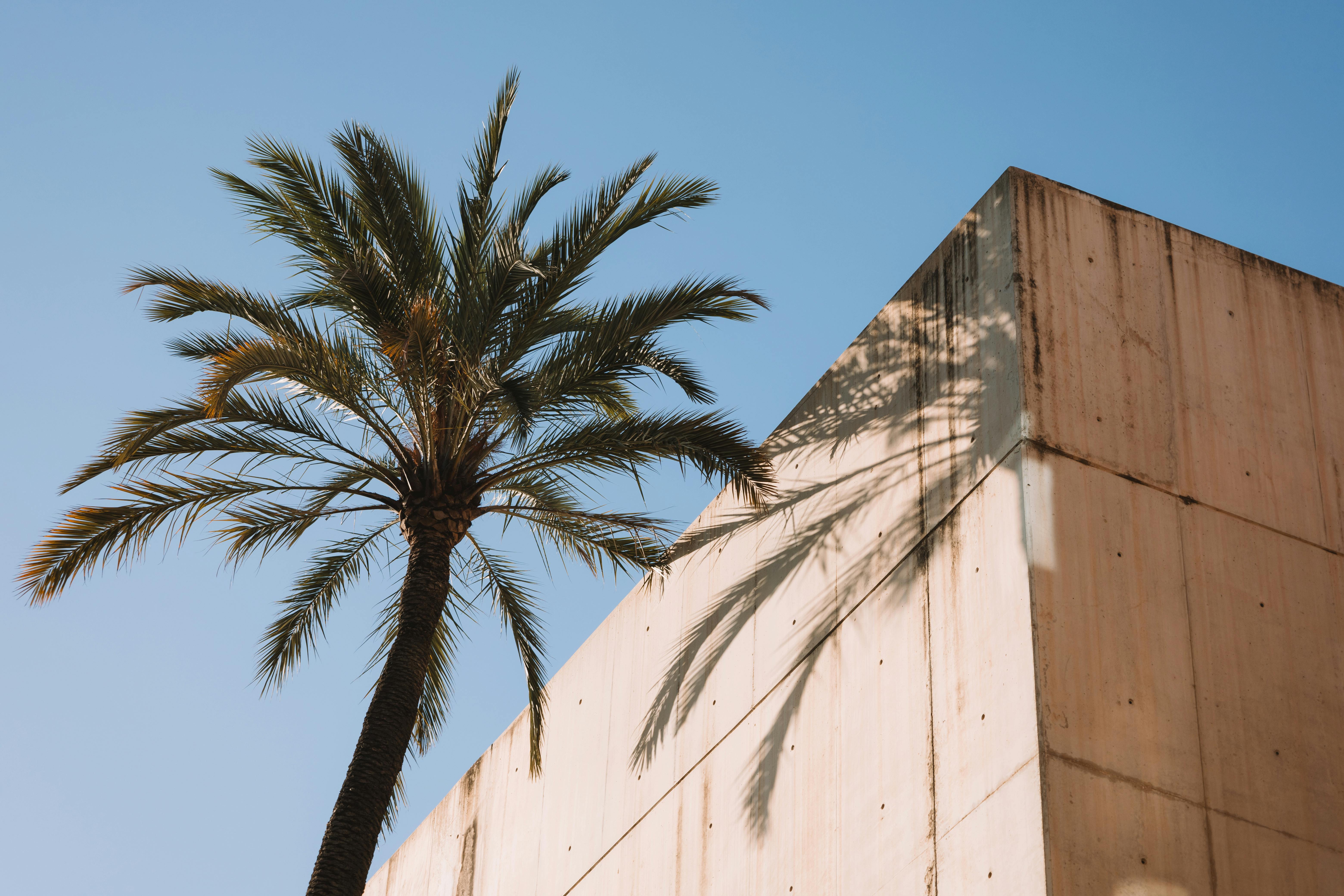 A modern concrete facade with a palm tree under a clear blue sky, evoking summer vibes.