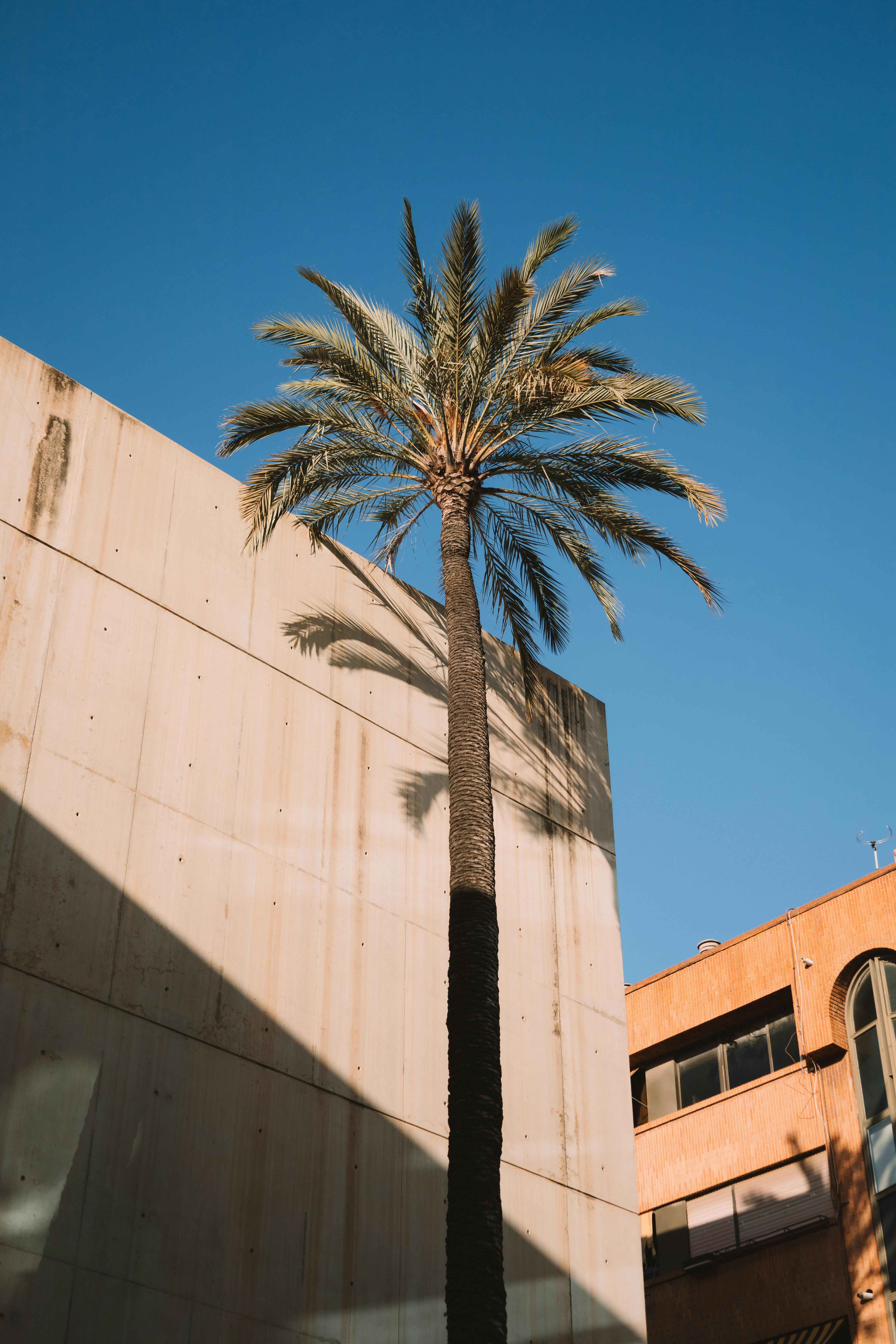 Tall palm tree against modern urban buildings under a clear blue sky.