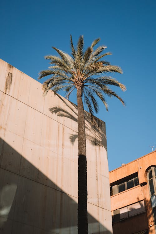 Free Palm Tree near Buildings Walls Stock Photo