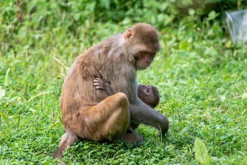 Free A heartwarming moment of a mother and baby monkey sitting in lush green grass. Stock Photo