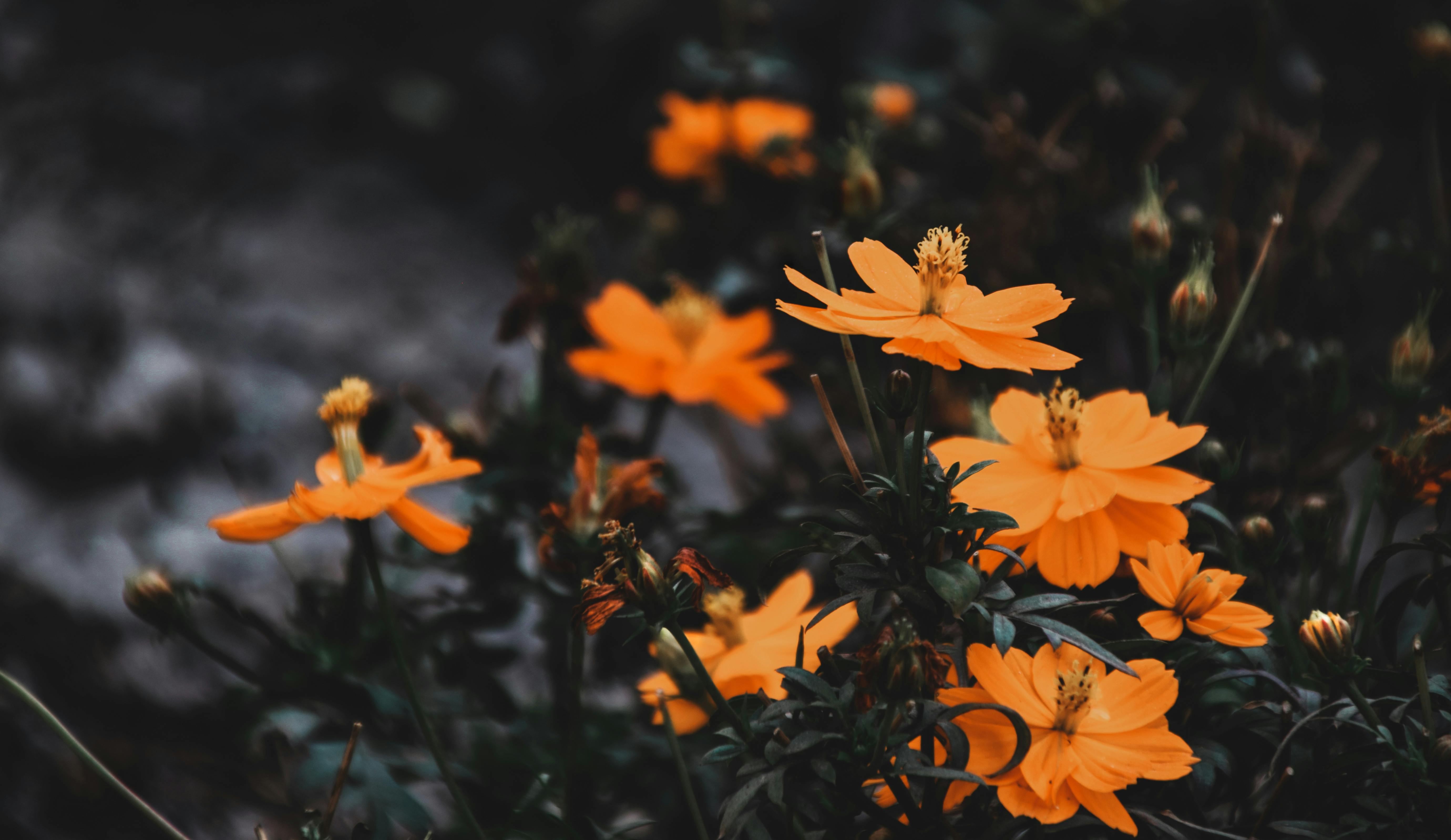 Download 530+ Background Hitam Lentera HD Paling Keren