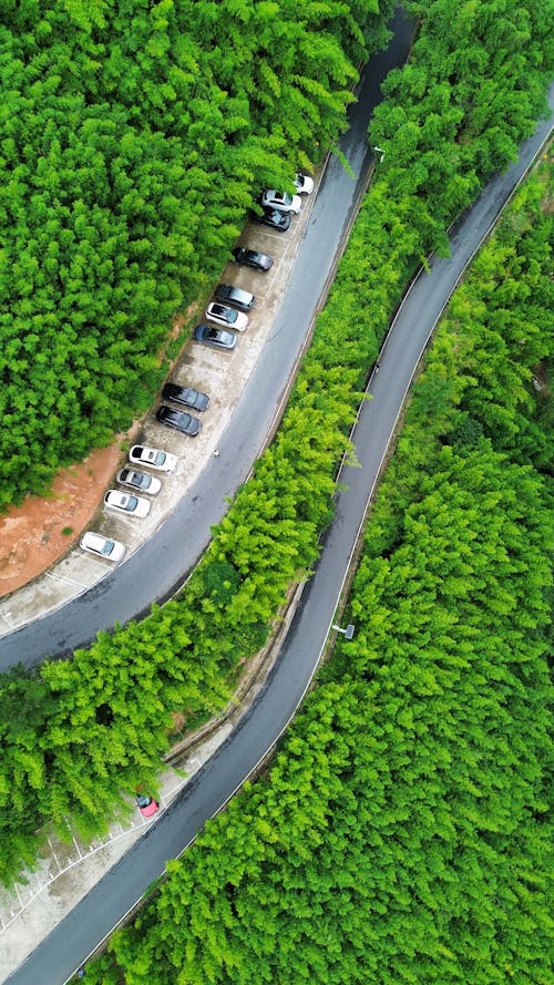 Immagine gratuita di alberi, foresta, ripresa da drone