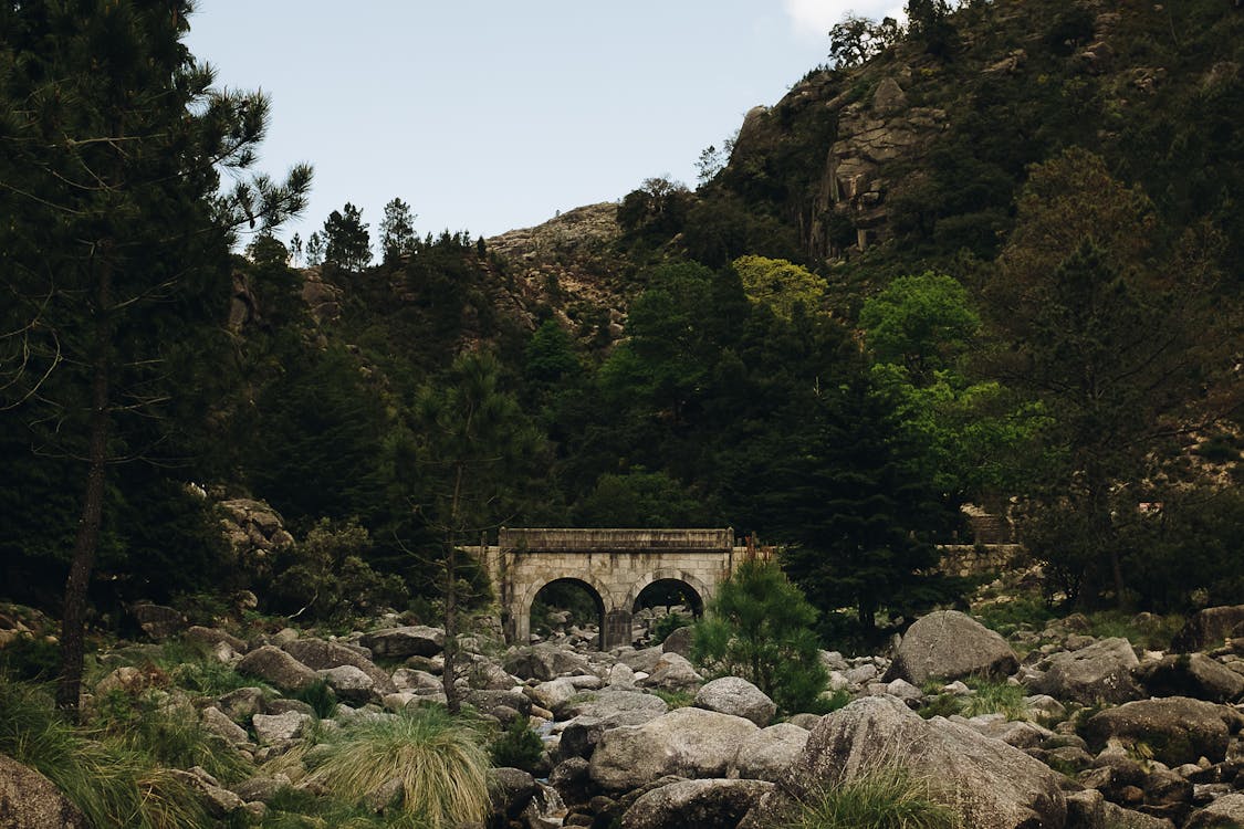 Old Bridge in Forest