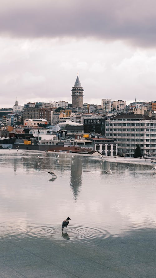 Δωρεάν στοκ φωτογραφιών με αστικός, γαλοπούλα, γραμμή ορίζοντα