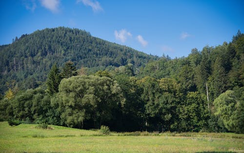 A Grass Field and Forest Covering a Mountain 