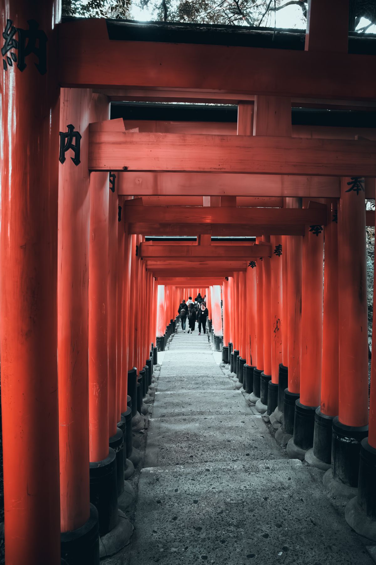 A peaceful walkway through a tunnel of traditional red torii gates in Japan