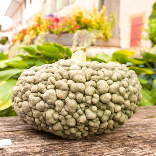 Kostnadsfri bild av egendomlig, färska grönsaker, zucchini