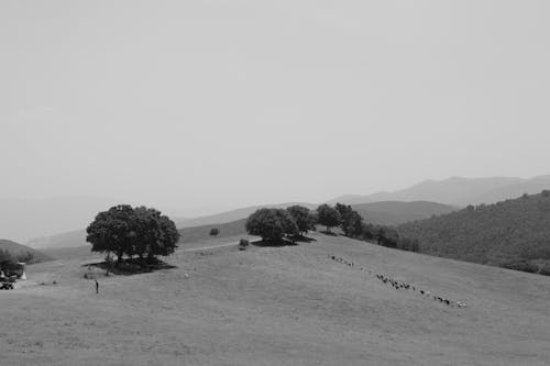 Ingyenes stockfotó domb, fák, fekete-fehér témában