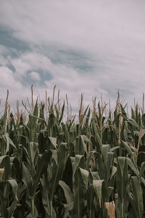 Close-up of Corn in a Field 