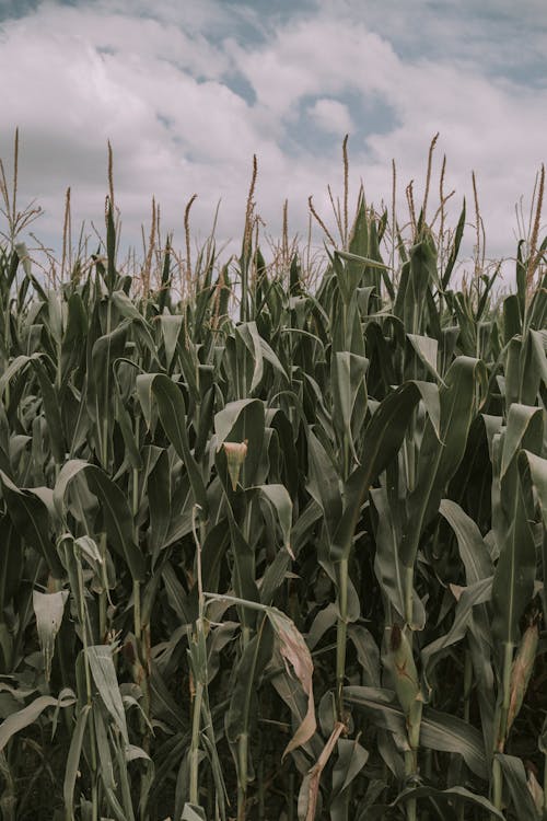 Corn Growing Field