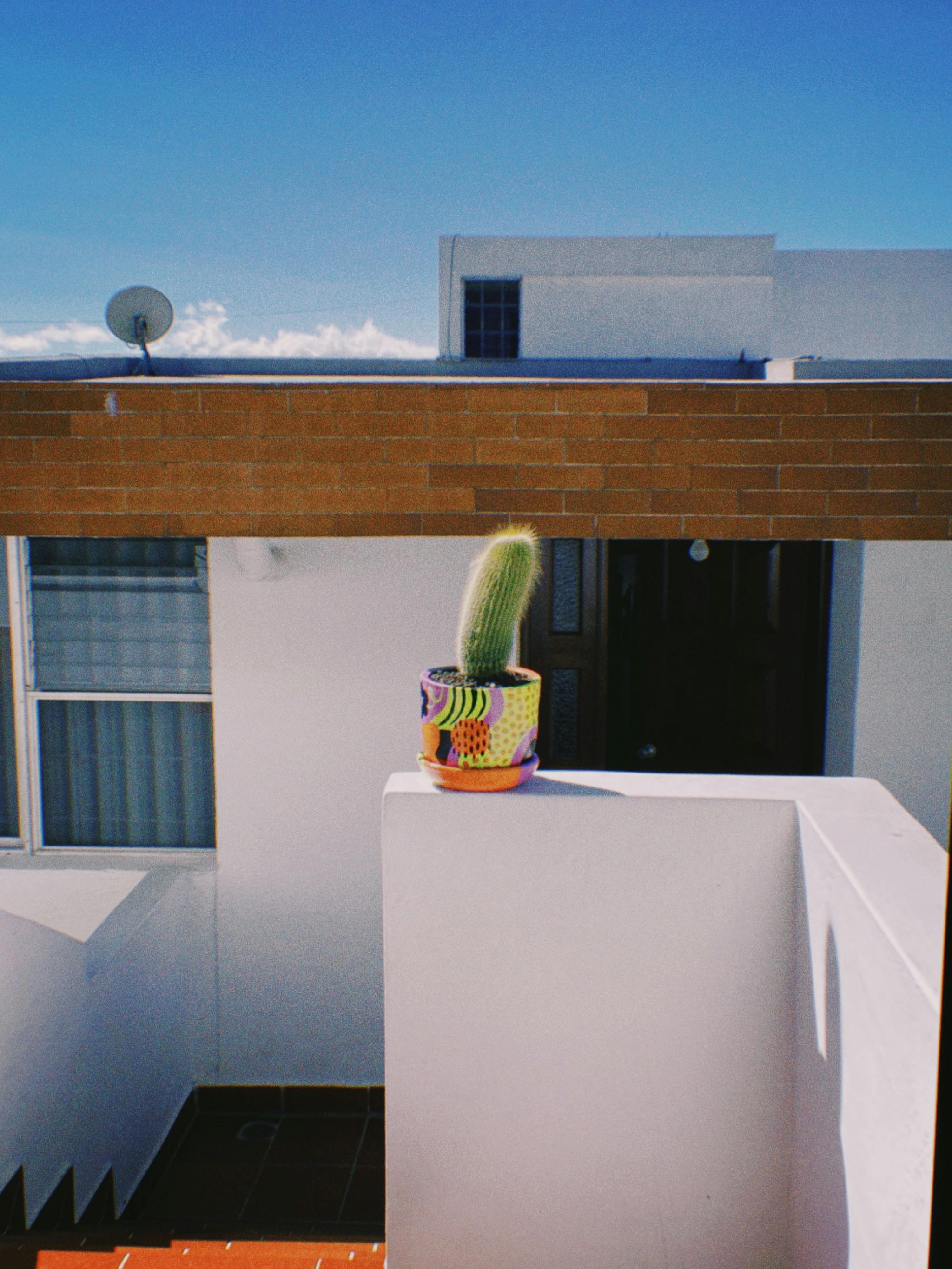 Brightly lit courtyard featuring a colorful potted cactus against a modern white building.
