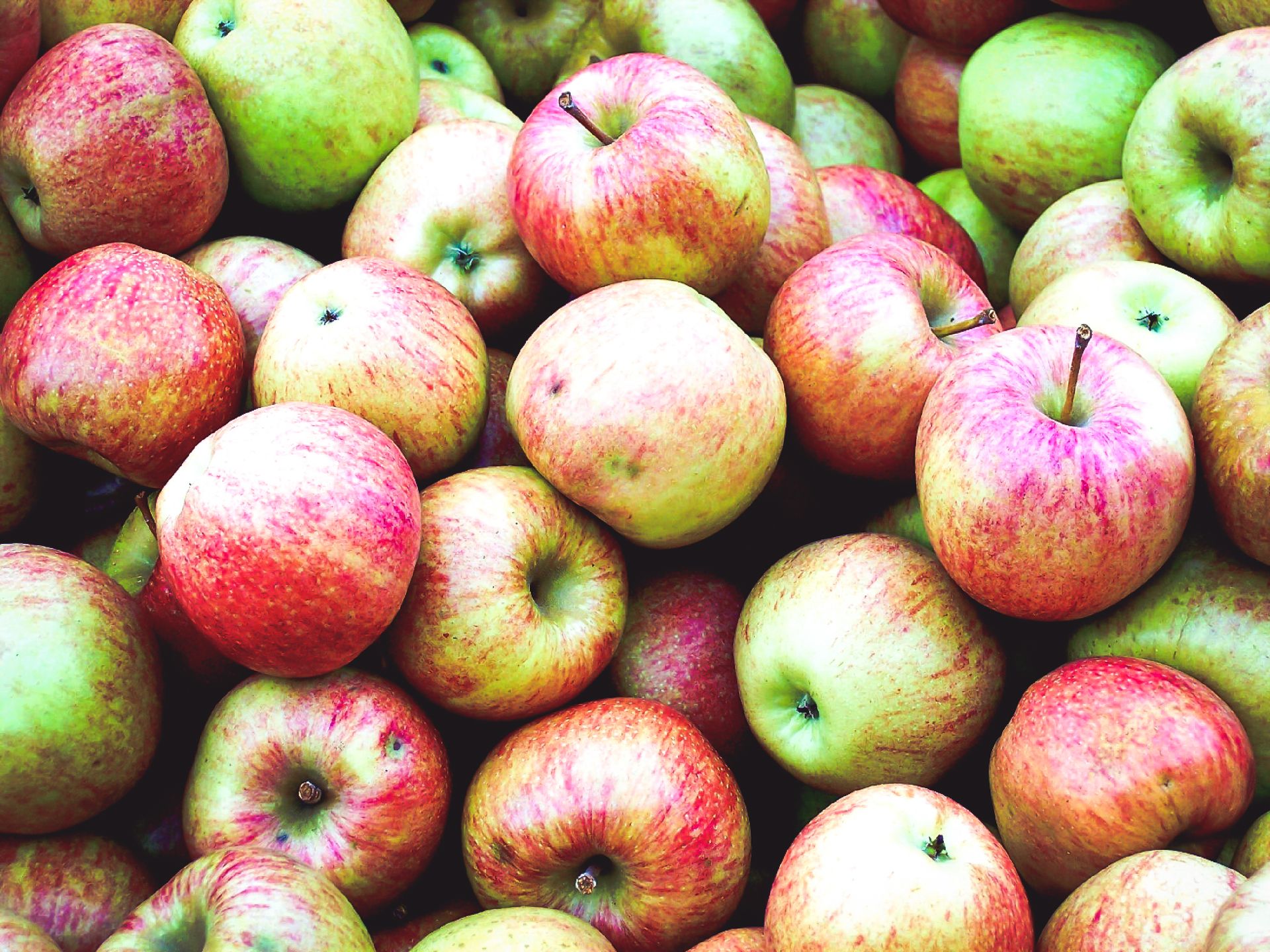 Abundant Harvest: A Pile of Crisp Stayman Winesap Apples
